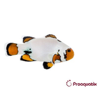 Extreme Snowflake Clownfish Proaquatix (Friday Delivery)