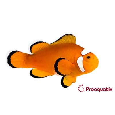 Extreme Misbar Clownfish Proaquatix (Friday Delivery)