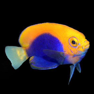 Flameback Angelfish
