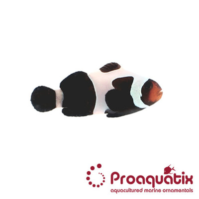 Premium Black Gladiator Clownfish Proaquatix (Friday Delivery)