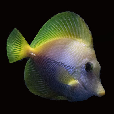 WYSIWYG Bali captive bred Yurple Tang 1