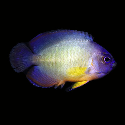 WYSIWYG captive bred Aberrant Coral Beauty Angelfish 4
