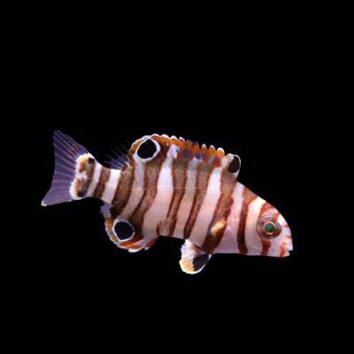 Harlequin Tuskfish