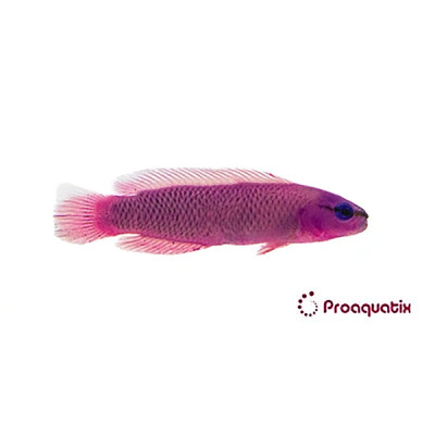 Orchid Dottyback Proaquatix (Friday Delivery)
