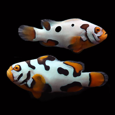 WYSIWYG Bali captive bred Premier Black Helmet Picasso Clownfish Pair 1