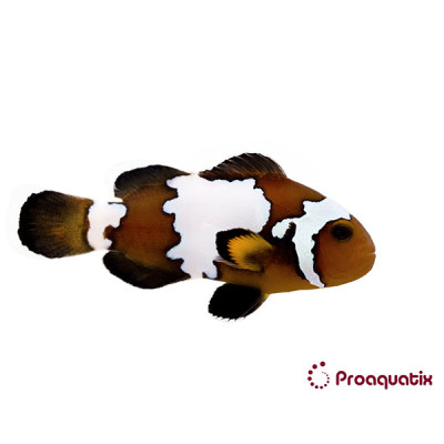 Blacker Ice Clownfish Proaquatix (Friday Delivery)