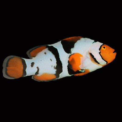 Black Picasso Clownfish