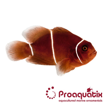 White Stripe Maroon Clownfish Proaquatix