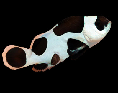 Black Picasso Clownfish