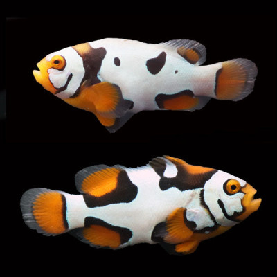 WYSIWYG Bali captive bred Black Helmet Picasso Clownfish Pair 1