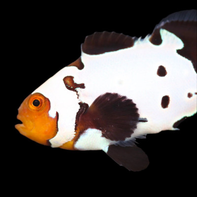 Black Ice Clownfish Each
