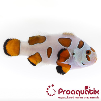 Orange Storm Clownfish Proaquatix