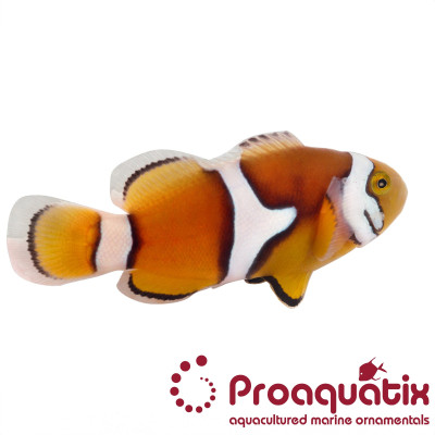 True Percula Clownfish Proaquatix
