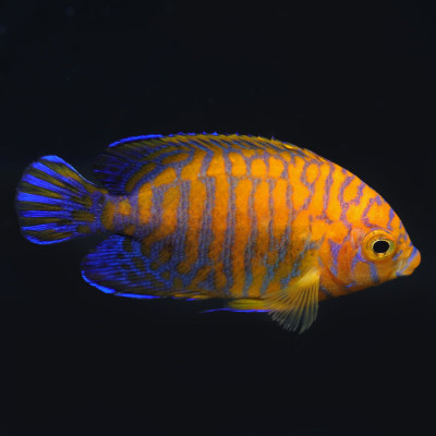 Hawaiian Potter's Angelfish