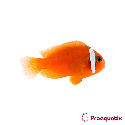 Tomato Clownfish Proaquatix