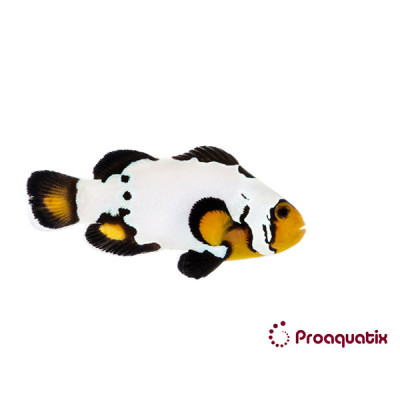Extreme Black Ice Clownfish Proaquatix (Friday Delivery)