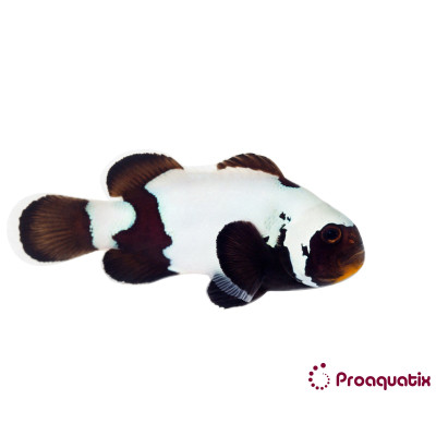 Premium Black Snowflake Clownfish Proaquatix (Friday Delivery)