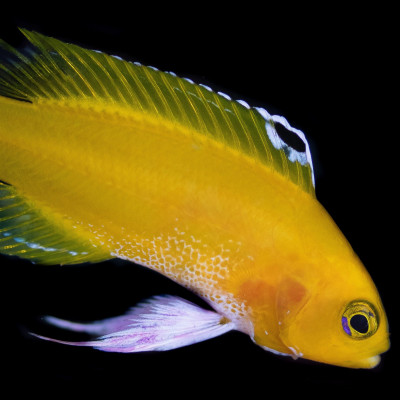 Golden Cuban Basslet Platinum White