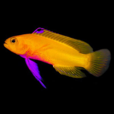 Golden Cuban Basslet Purple