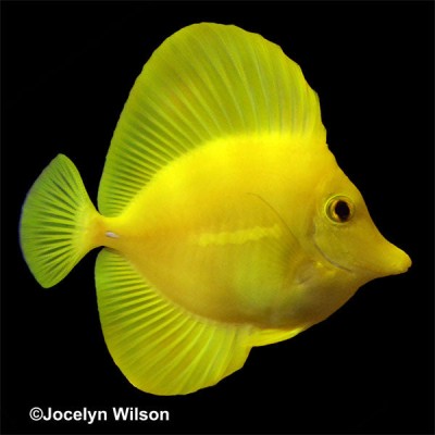Hawaiian Yellow Tang