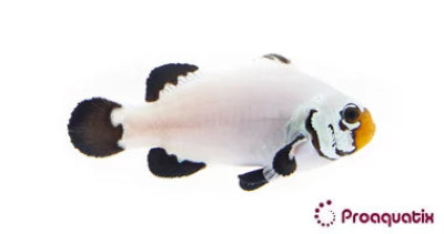 Flurry Clownfish Proaquatix (Friday Delivery)