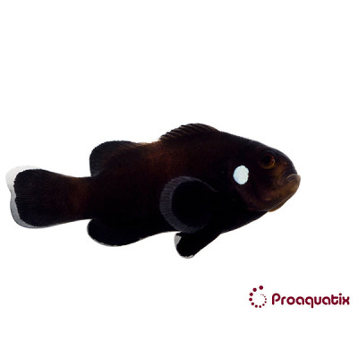 Domino Clownfish Proaquatix (Friday Delivery)
