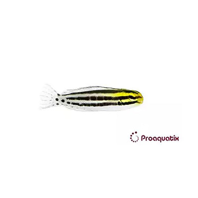 Striped Blenny Proaquatix (Friday Delivery)