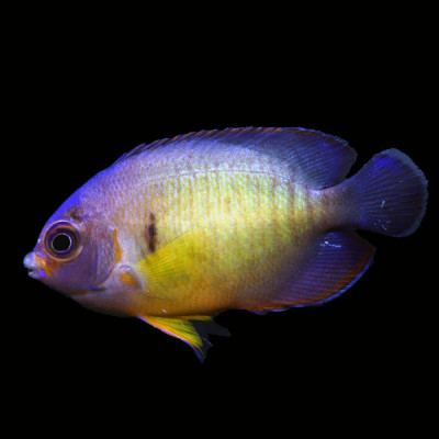 WYSIWYG captive bred Aberrant Coral Beauty Angelfish 7