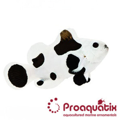 Black Storm Clownfish Proaquatix