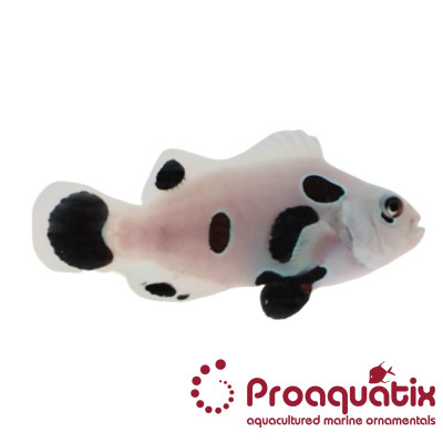 Black Super Storm Clownfish Proaquatix (Friday Delivery)
