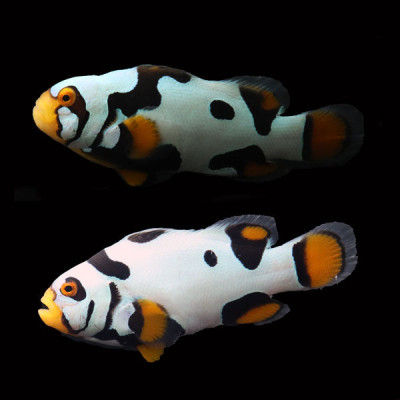 WYSIWYG Bali captive bred Premier Black Helmet Picasso Clownfish Pair 2