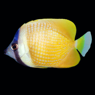 Klein's Butterflyfish