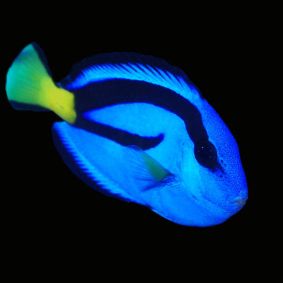 Blue Tang (Tiny)