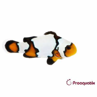 Black Ice Clownfish Proaquatix