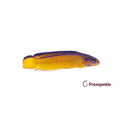 Neon Dottyback Proaquatix (Friday Delivery)