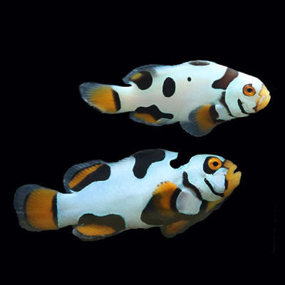 WYSIWYG Bali captive bred Black Helmet Picasso Clownfish Pair 3