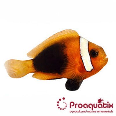 Cinnamon Clownfish Proaquatix (Friday Delivery)