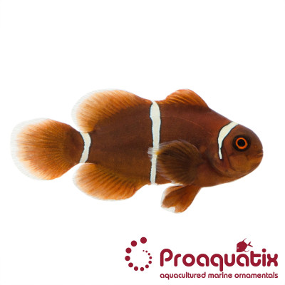 Gold Stripe Maroon Clownfish Proaquatix