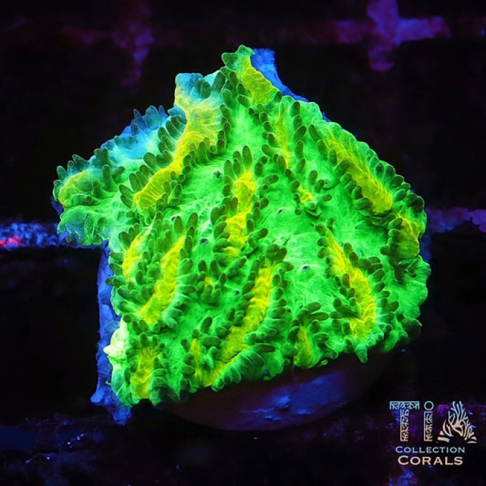 JF Limelight Hydnophora