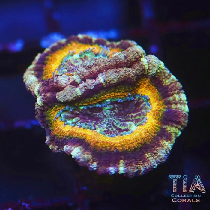 TIA Gold Digger Asian Acan