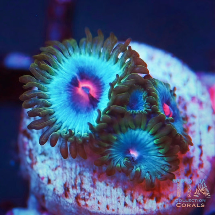 Miami Vice Zoanthids Frag