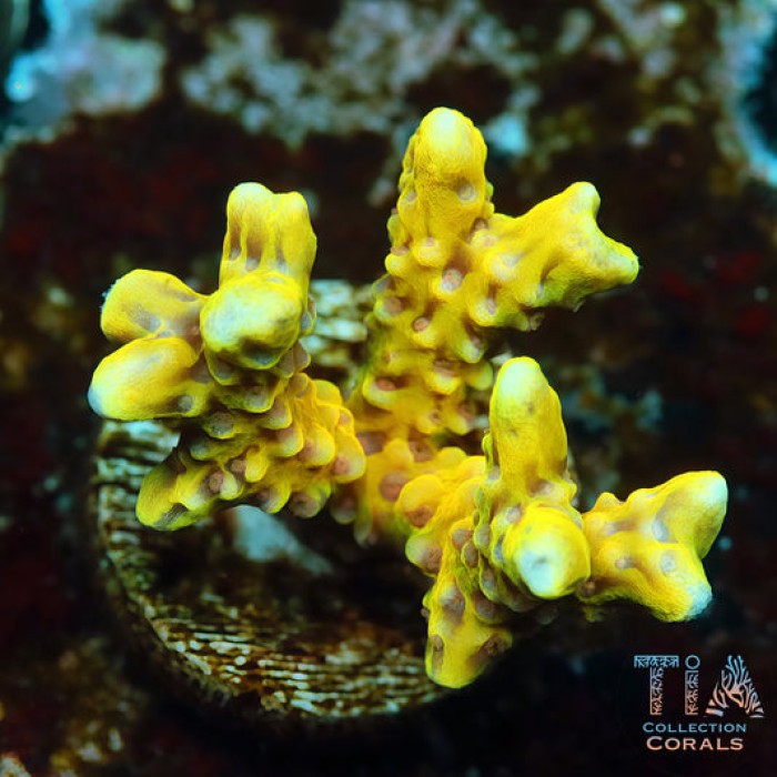 Golden Rod Anacropora Frag