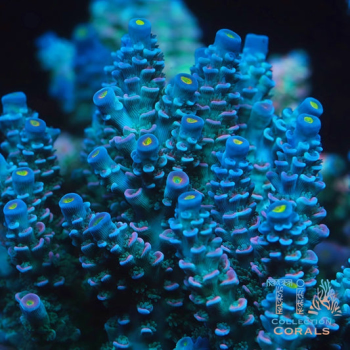 TIA Miami Vice Tenius Colony (cut to order)