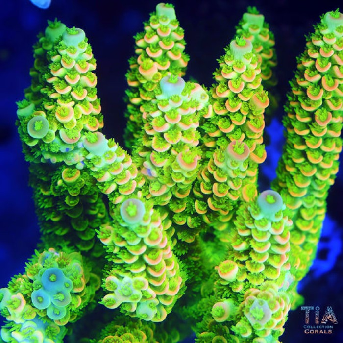 TIA Golden Dynasty Acropora Colony(cut to order）