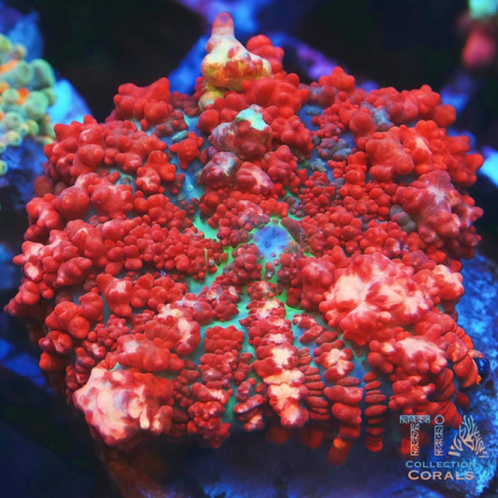 TIA Bloodfire Bounce Mushroom