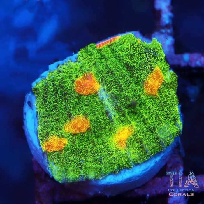 Space Invader Chalice