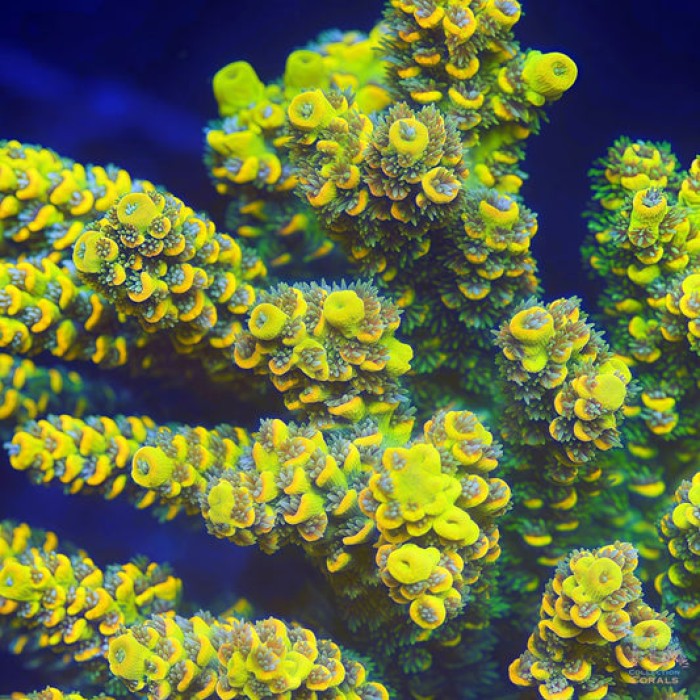 TIA Pineapple Express Acropora Colony (cut to order)