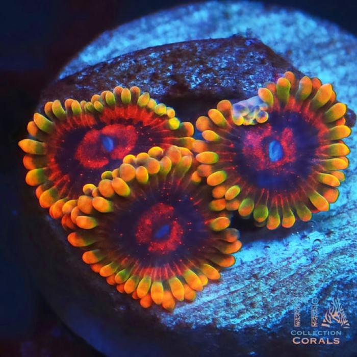 Jedi Mind Tricks Zoanthids