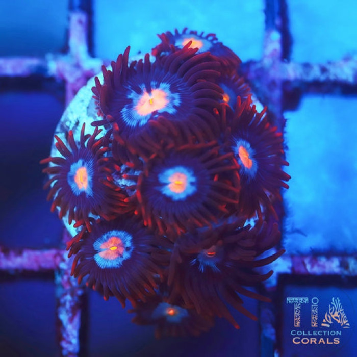 Mystique Zoanthids