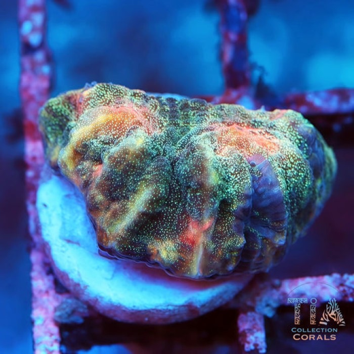 Orange Fanta Chalice